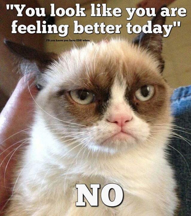 grumpy cat.jpg