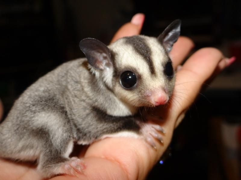 sugar-glider-254191.jpg