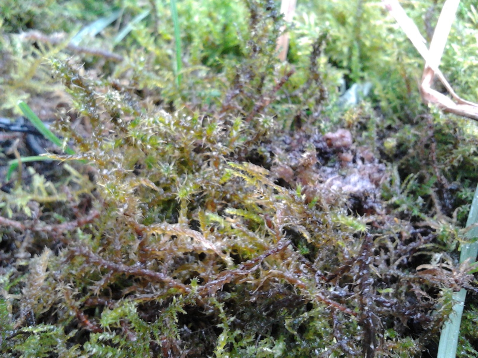 2023-03-25 14.01.36 moss starry on tentacles.jpg