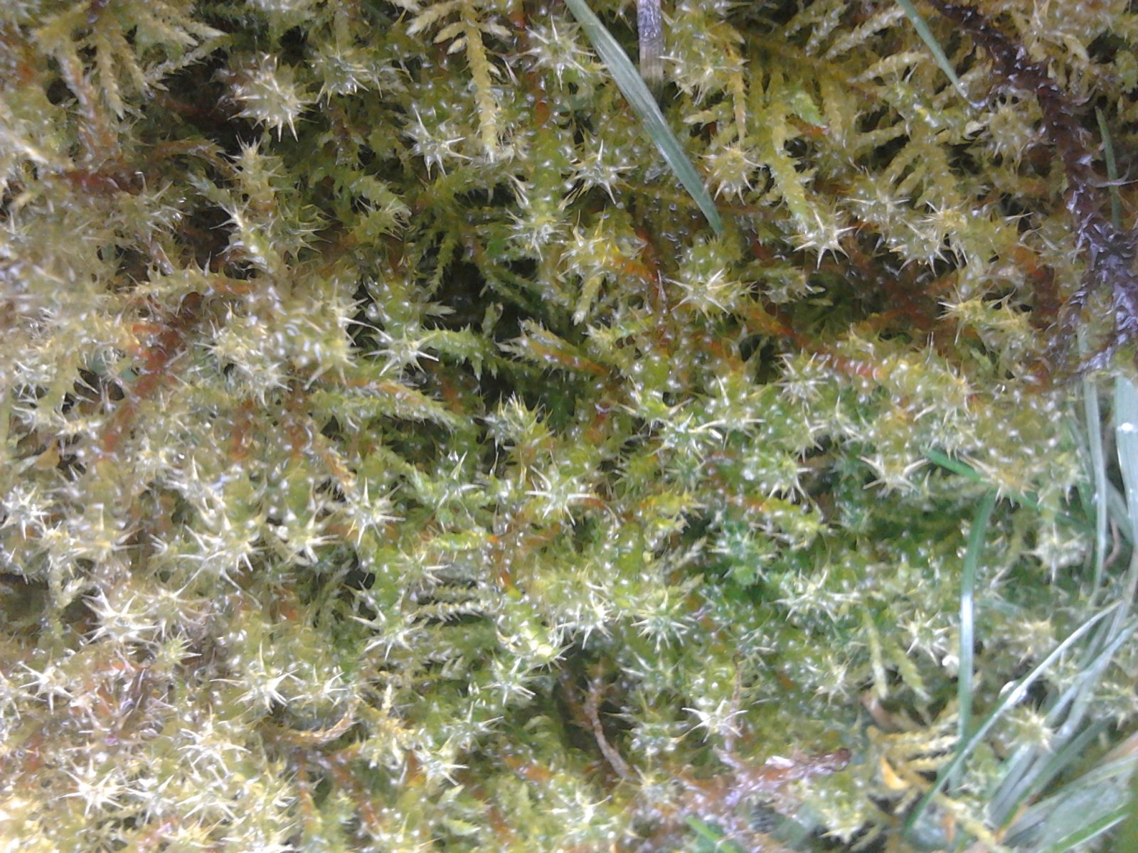 2023-03-25 14.01.58 moss starry.jpg