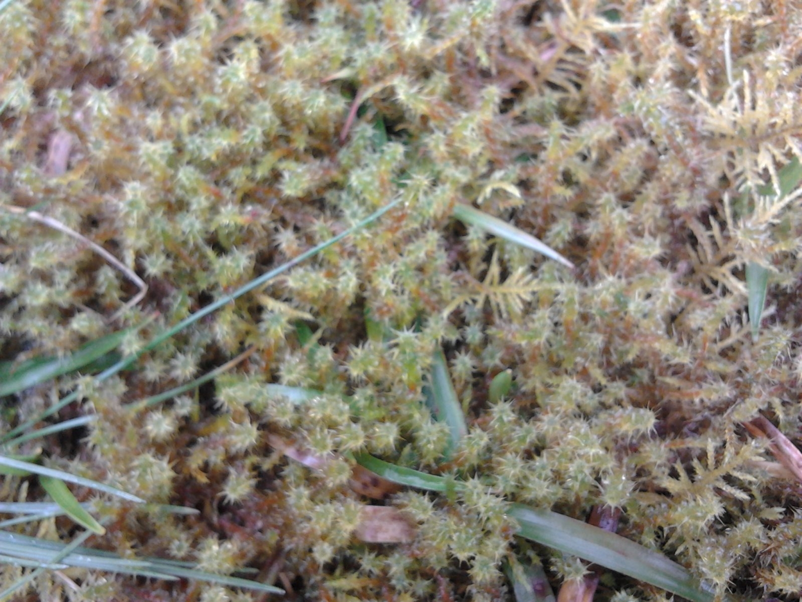 2023-03-25 14.04.02 Moss starry.jpg