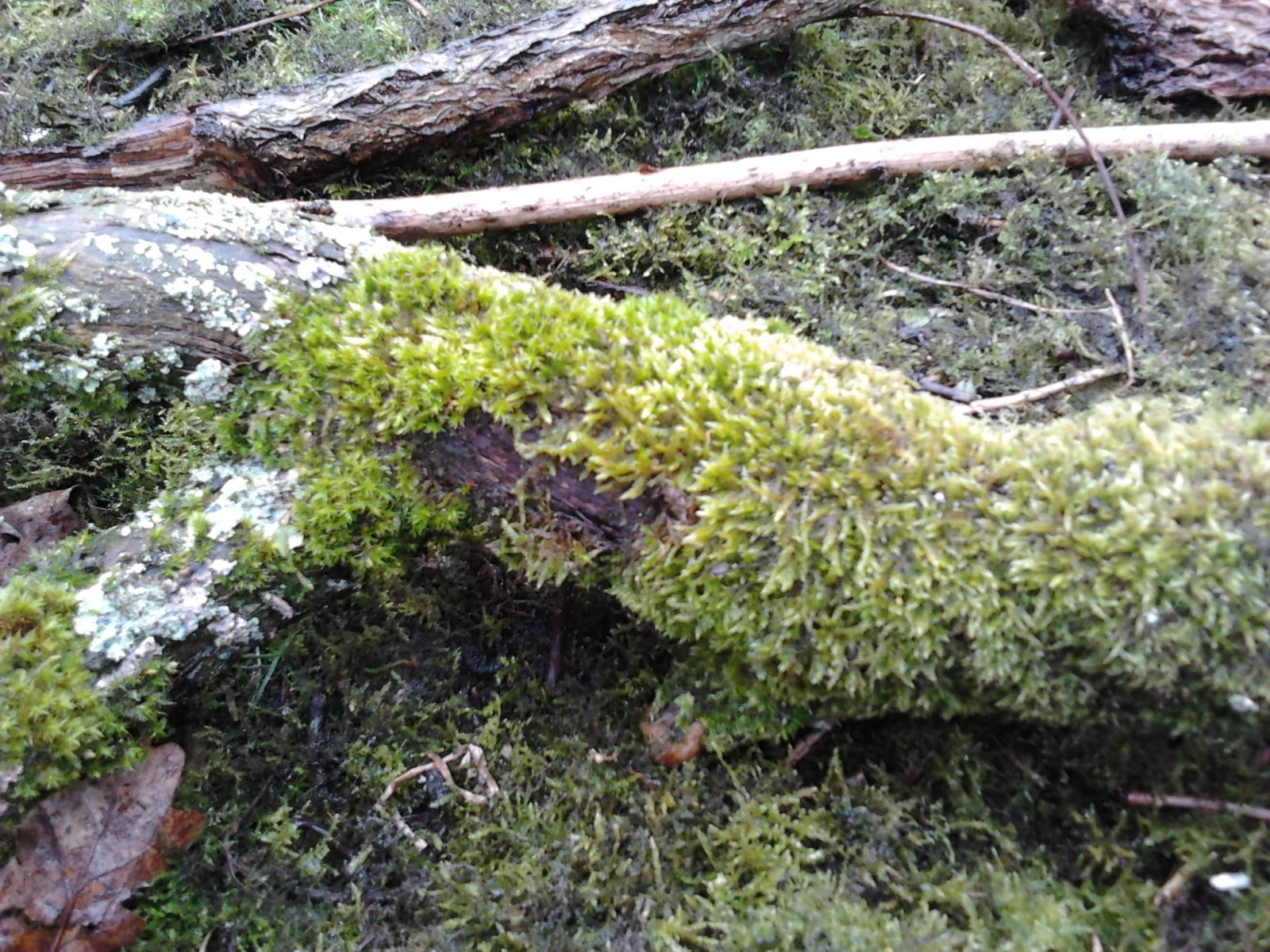 2023-03-25 14.10.33 moss furry.jpg