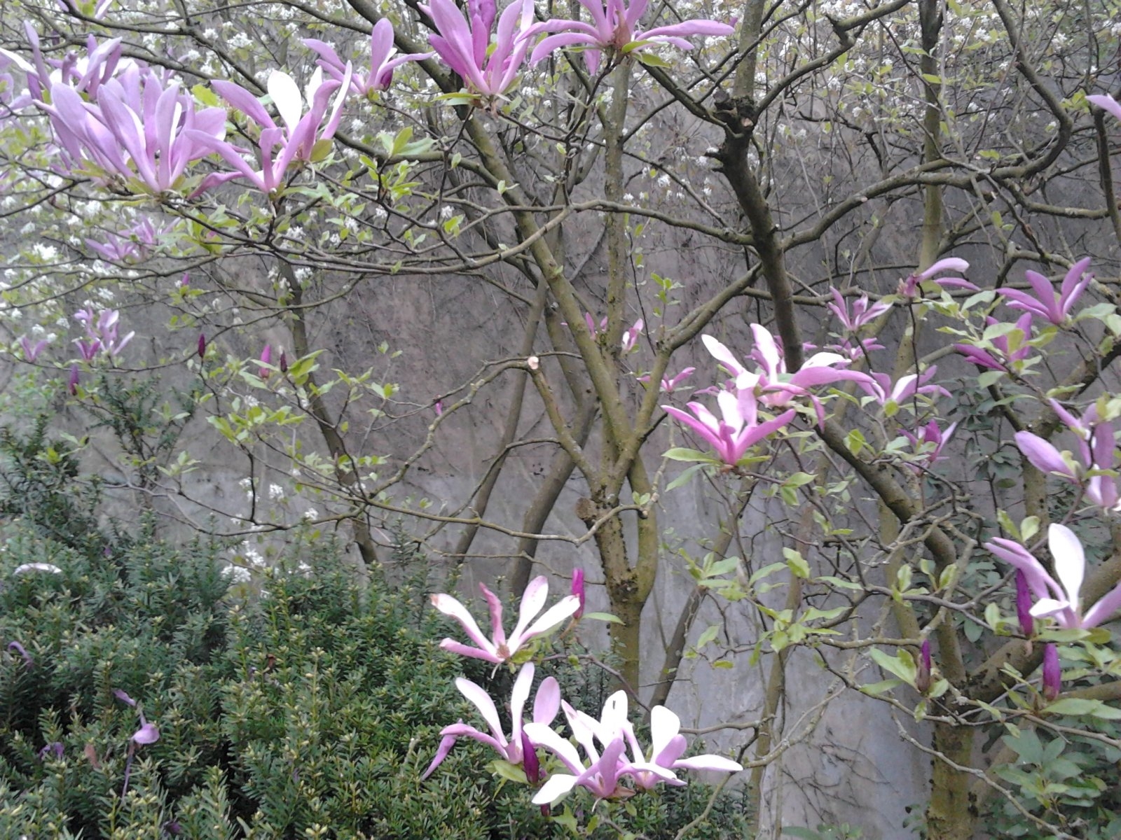 2023-04-22 17.53.03 Magnolie magnolia Blüten offen purple.jpg