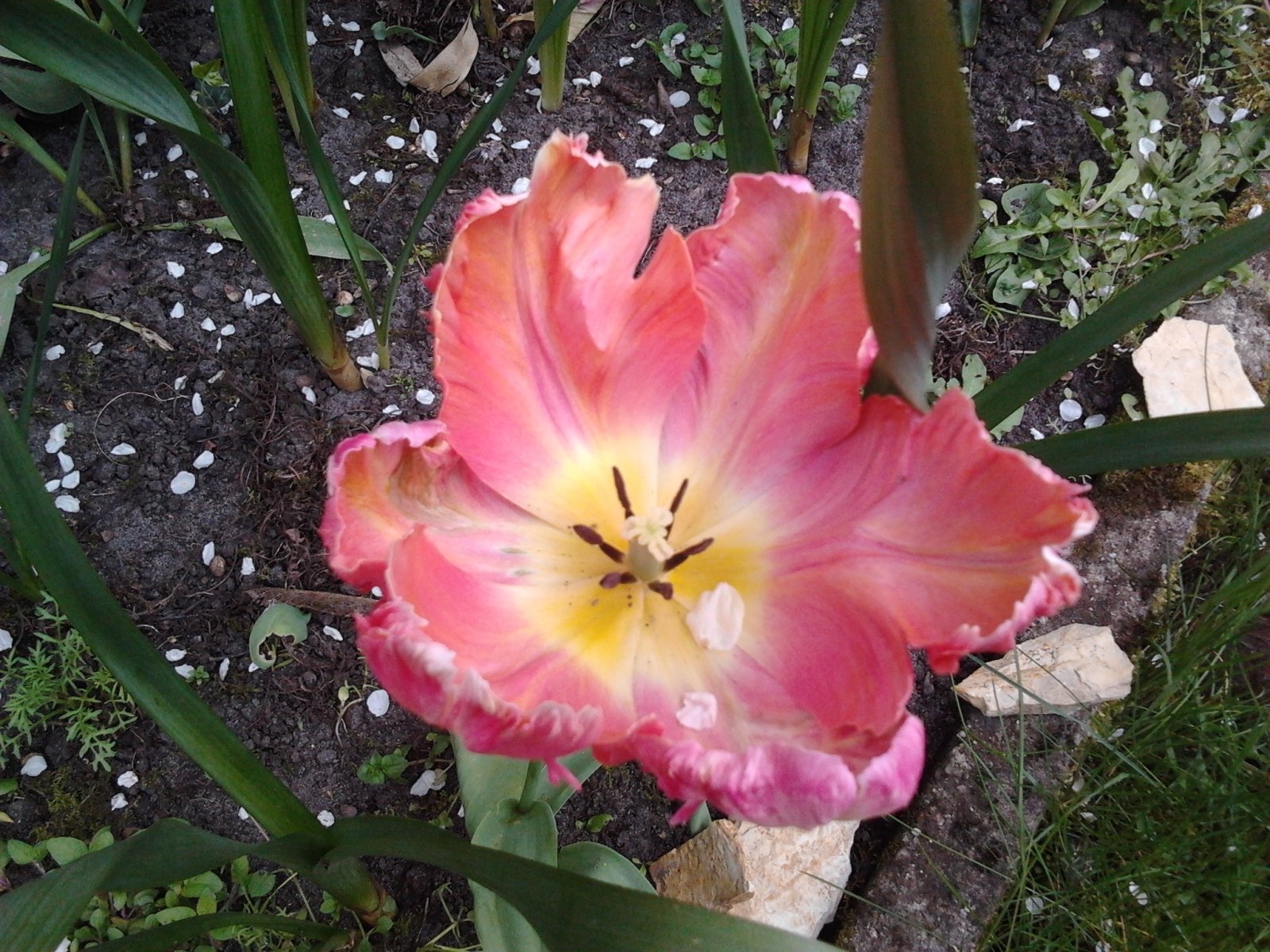 2023-05-01 17.00.47 Tulipa.jpg