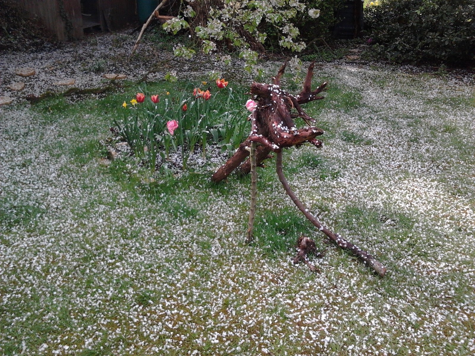 2023-05-05 10.00.55 Tulpen-Quadrat+Skulptur mit Kirschblüten.jpg