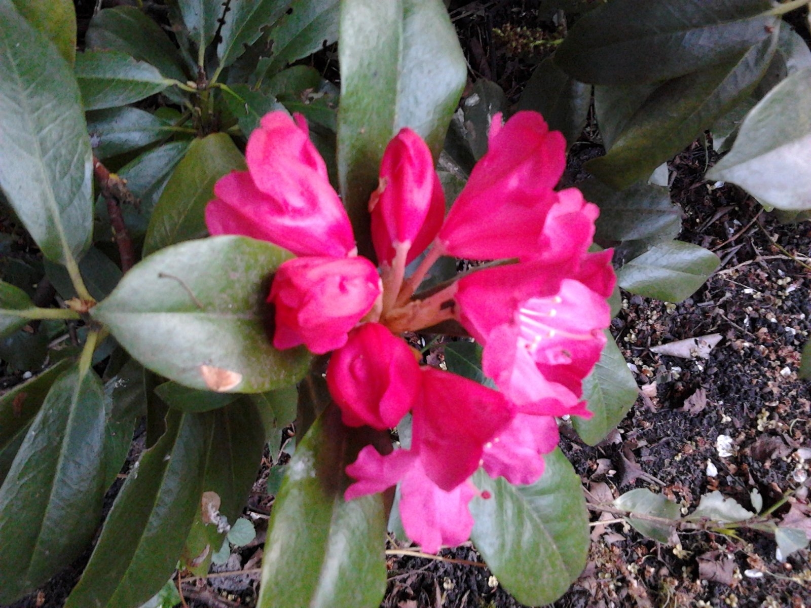 2023-05-13 19.53.46 Rhododendren pink.jpg