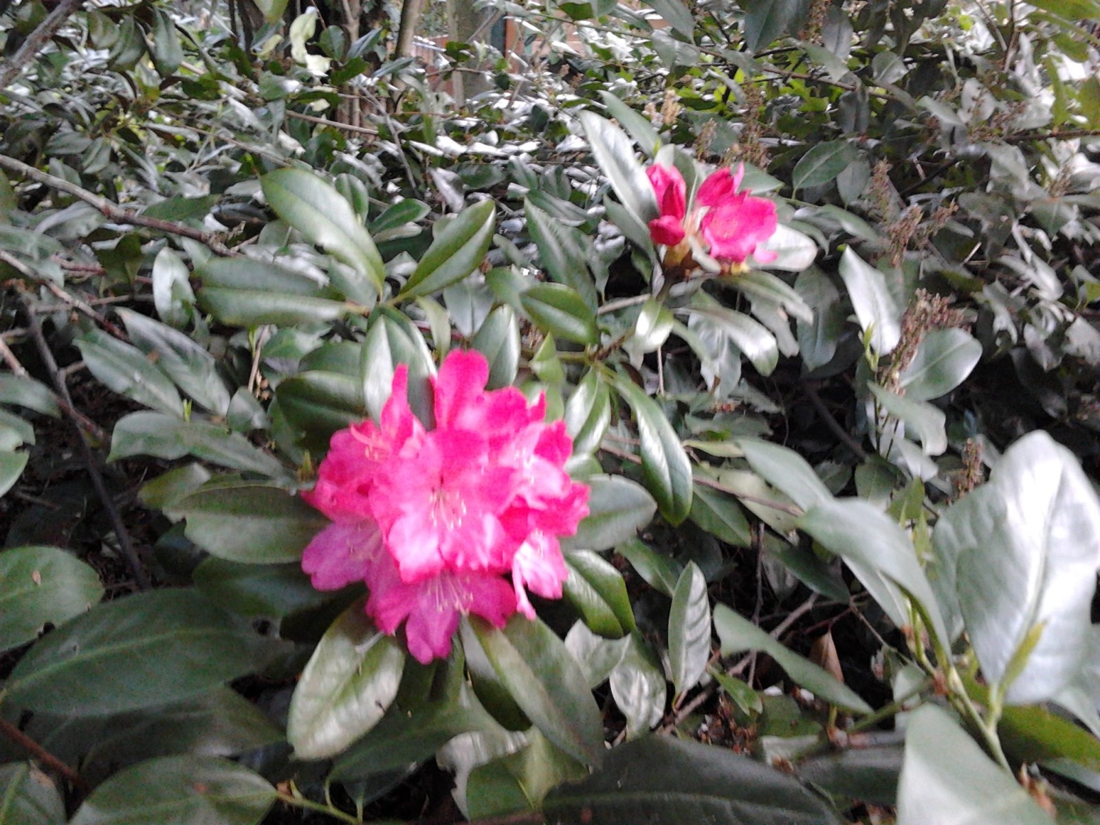 2023-05-13 19.53.56 Rhododendren pink.jpg