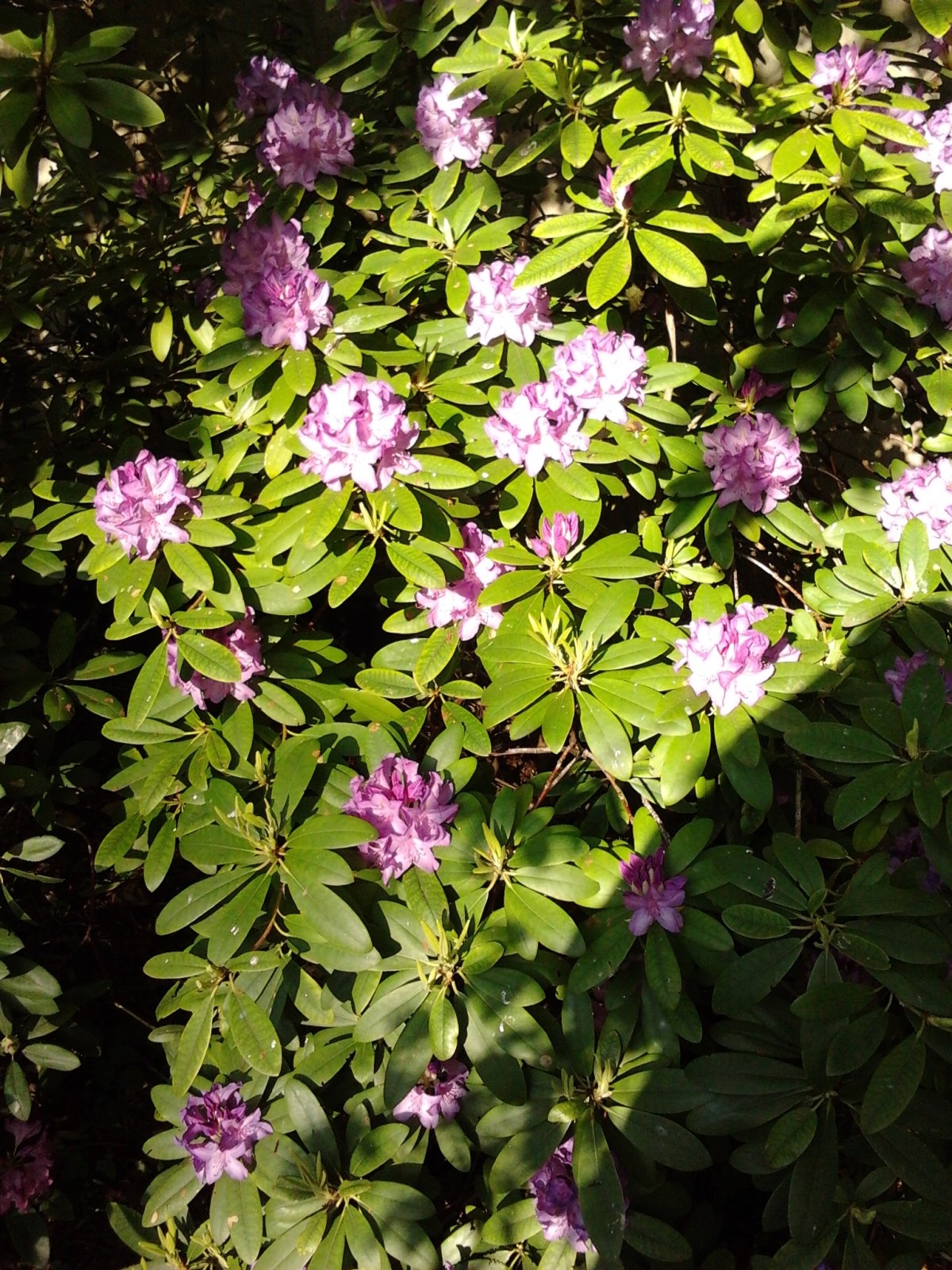 2023-05-17 19.14.13 Rhododendren lila schön.jpg