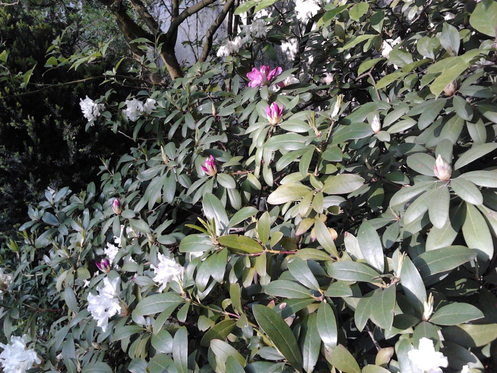 2023-05-17 19.15.15 Rhododendren lila und weiß.jpg