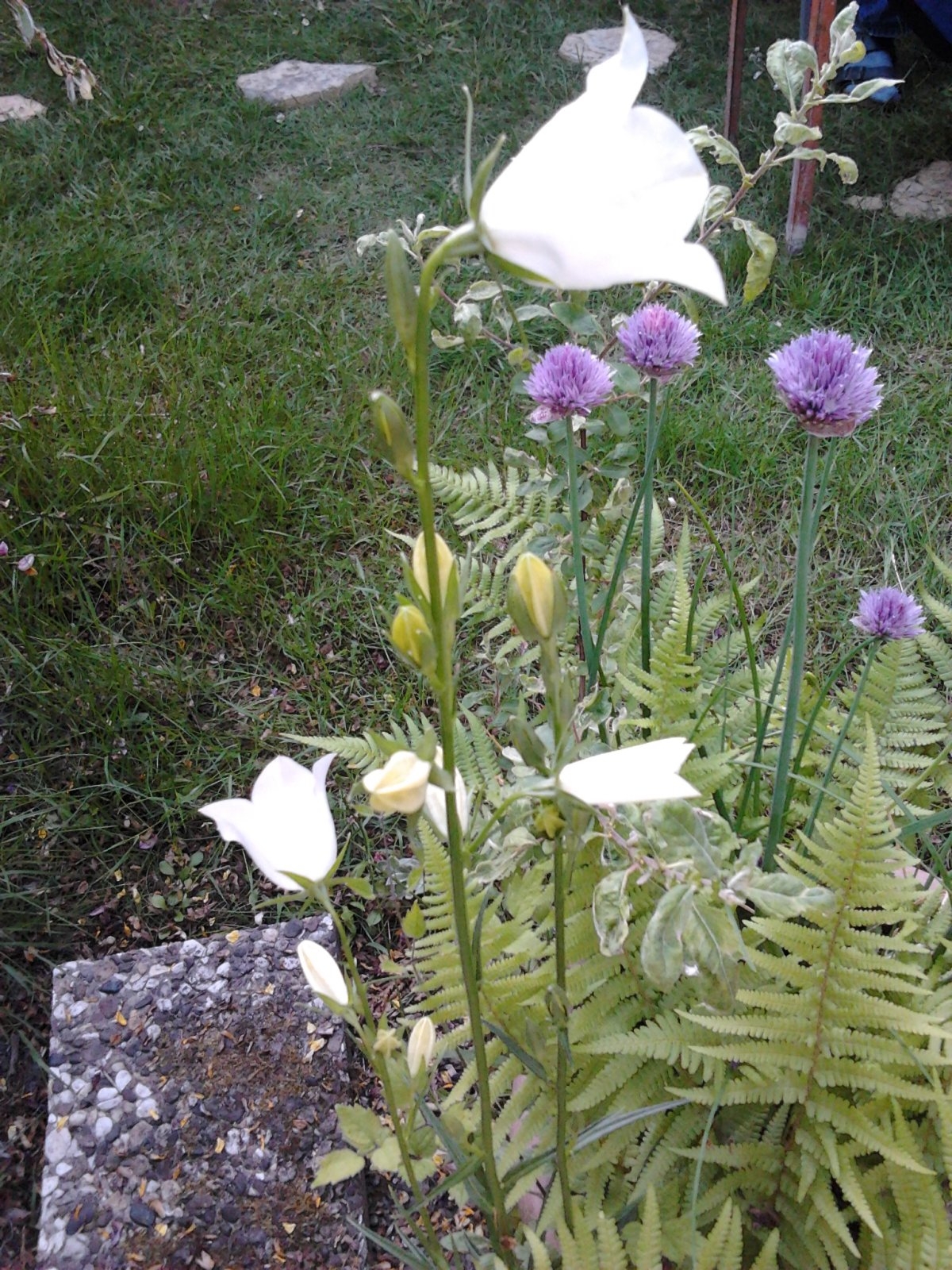 2023-05-31 18.11.38 Campanula persicifolia fairy bellflower pc-y.jpg