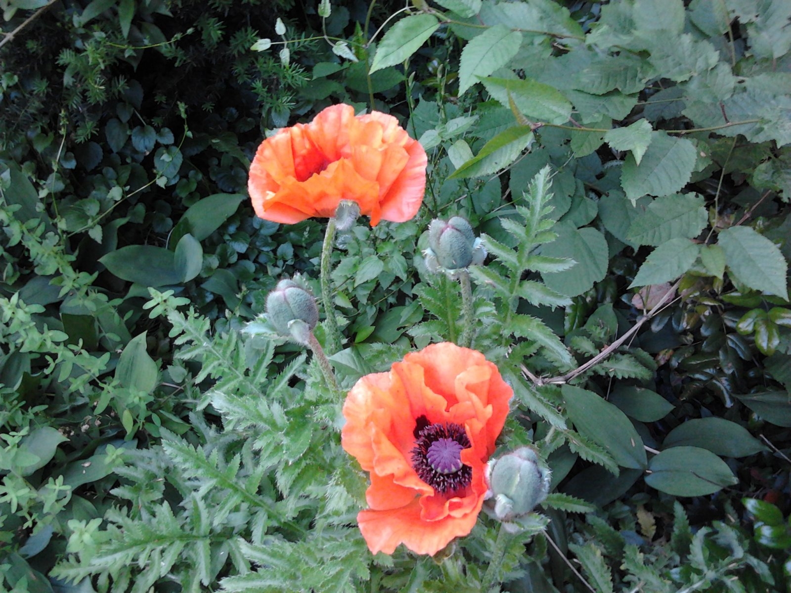 2023-06-05 10.38.42 Türkischer Mohn.jpg