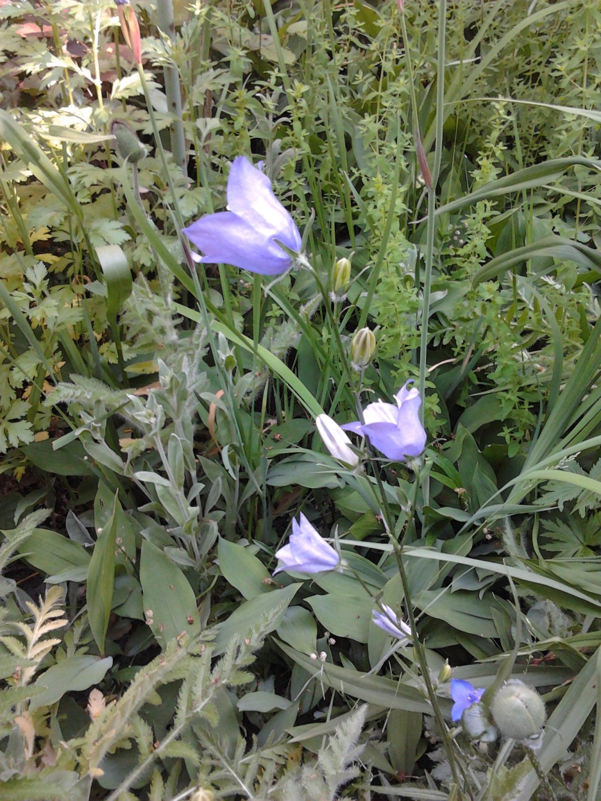 2023-06-05 10.38.49 Campanula Glockenblume blue.jpg