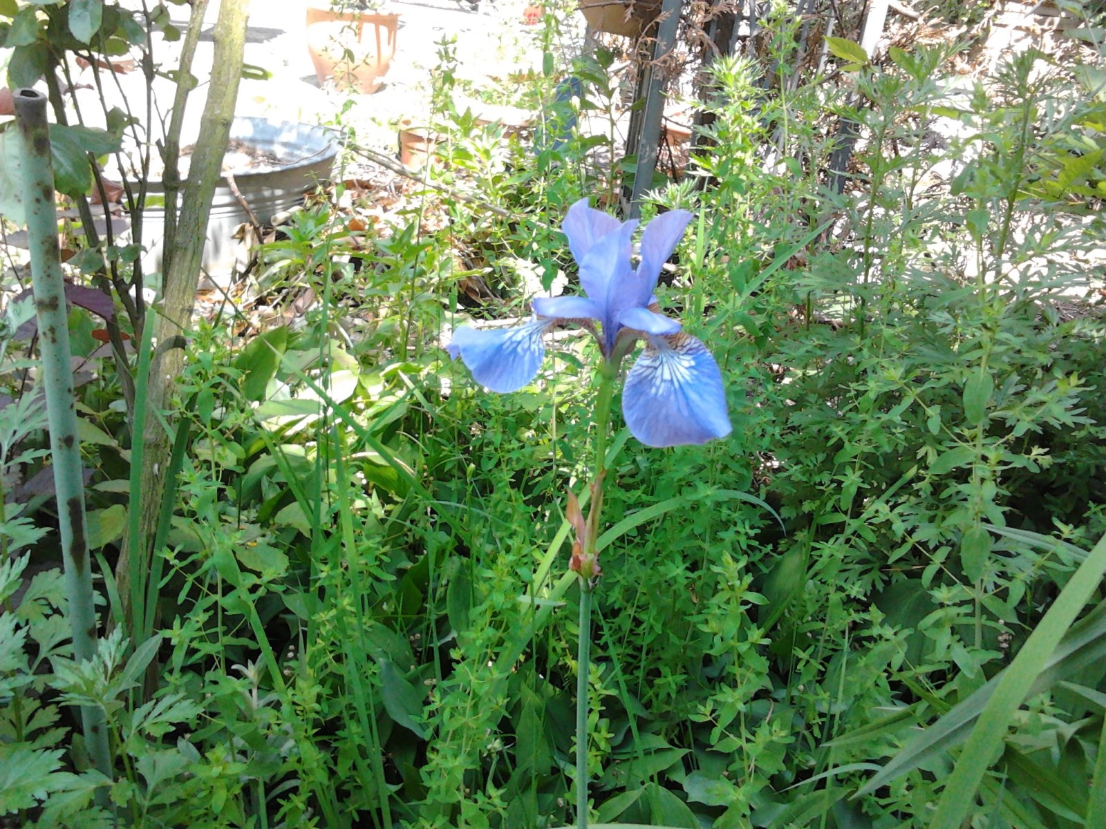 2023-06-05 13.10.23 Iris sibirica Sibirische Schwertlilie Siberian flag 25pc-y blue.jpg