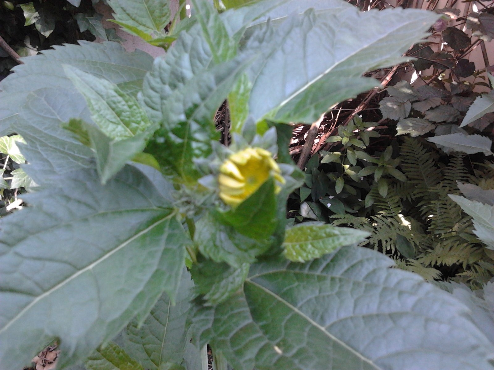 2023-06-21 10.48.27 Helianthus decapetalus 36pc-5.jpg