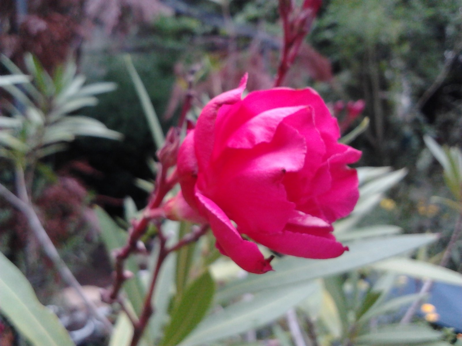 2023-07-10 08.16.16 Oleander-Blüten crimson schön.jpg