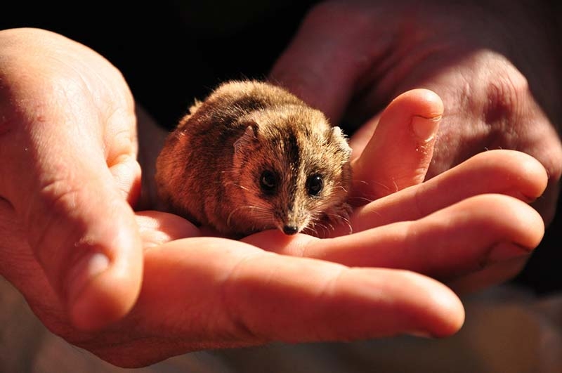 stripe-faced-dunnart.jpg